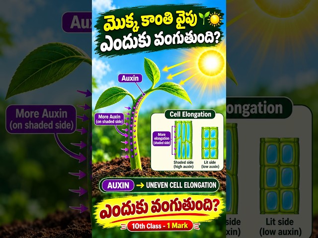 మొక్కలు కాంతి వైపు ఎందుకు వంగుతాయి? 🌱☀️ | Auxin Secret | 10th Class Biology #shorts  #biology #facts