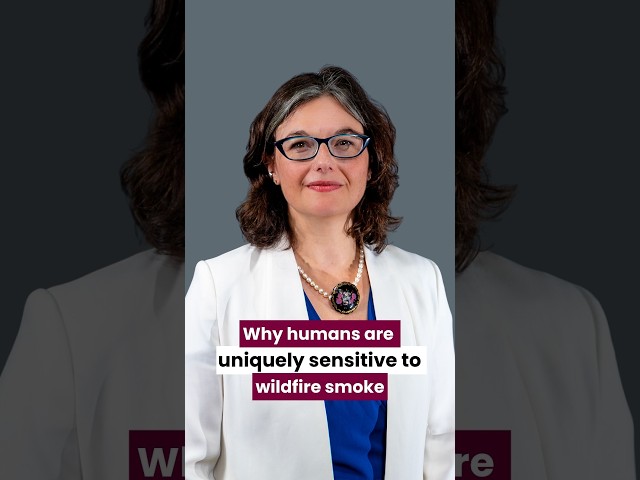 Here's why humans are uniquely sensitive to wildfire smoke #shorts #wildfire #mcmasteruniversity