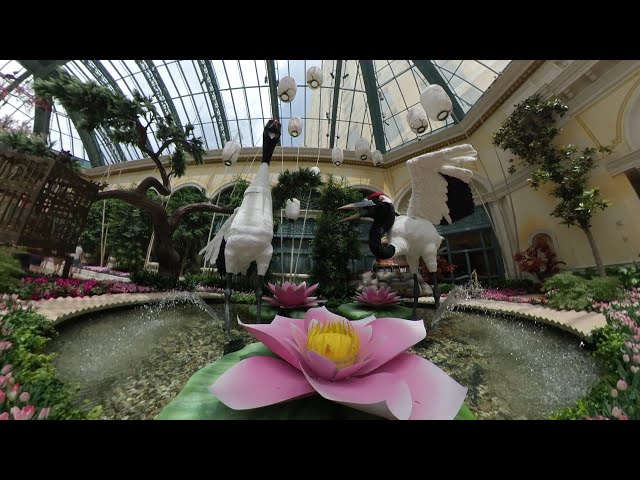 [360 VIEW] of Bellagio Conservatory & Botanical Garden | May 2019 "Japanese Spring"