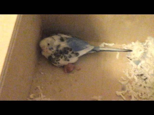 Parakeet/Budgie Egg #3 Hatched! Skittles and Beauty. Episode 4.