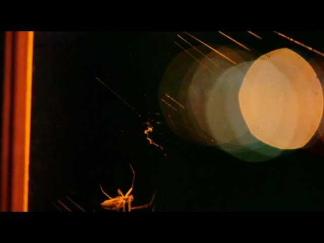 Spider spins her web under a porch light