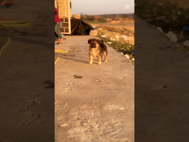#shortsfeed #shorts #short #shortsviral #doglover #dog #dogshorts #puppy #cutedog