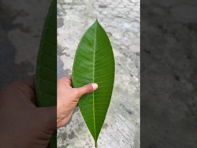 DIY Idea From Leaf