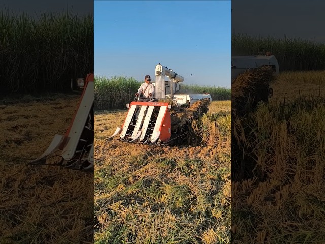COMBINE HARVESTER KUBOTA PRO588Gi eps 102 #kombisawah #combineharvester #kubota