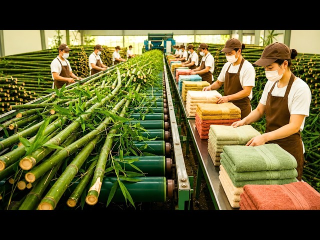 How Billions of Bamboo Trees Become Soft Towels and Bed Linen | Full Factory Process