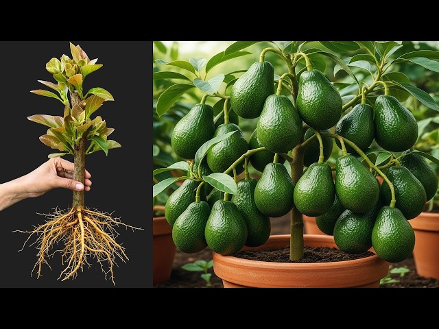🔴 LIVE  🌱 Avocado Cutting Propagation | Grow a New Tree Step by Step #livestream #live