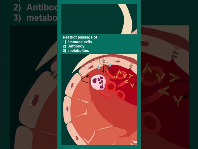 Blood brain barrier | How the Blood–Brain Barrier Protects the Brain