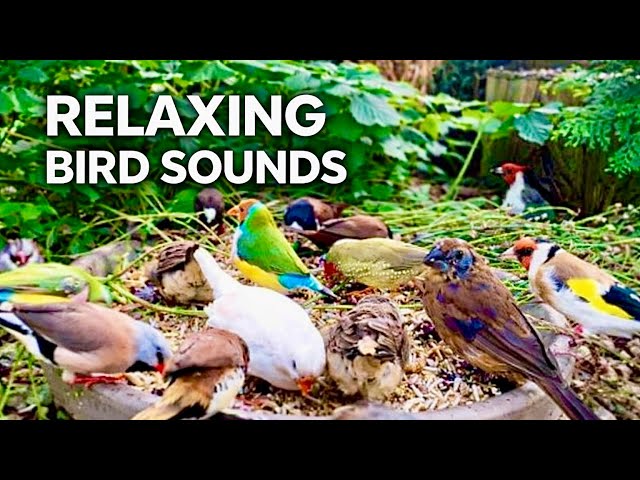 Finches & Softbills Feeding! Stunning Aviary Birds & Relaxing Nature Sounds 