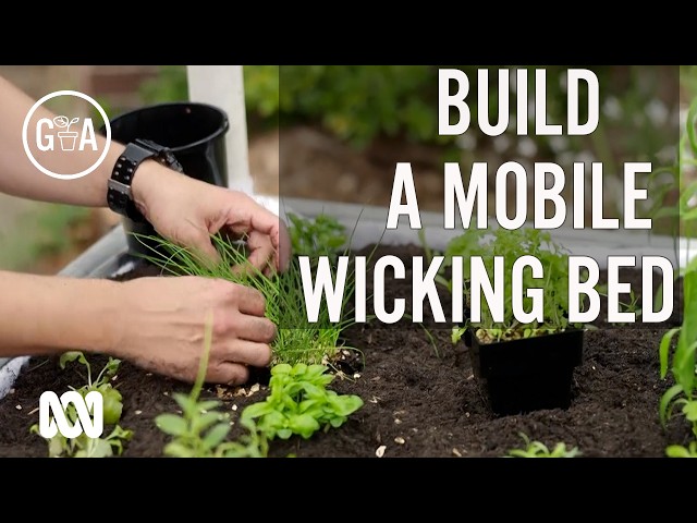 This Portable Wicking Bed Can Grow a Year-Round Kitchen Garden! | Gardening Australia
