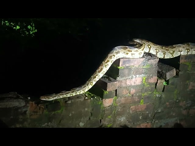 Anaconda Rescue Sundar Lal  अजगर मिला बहुत बड़ा ..... ??? 