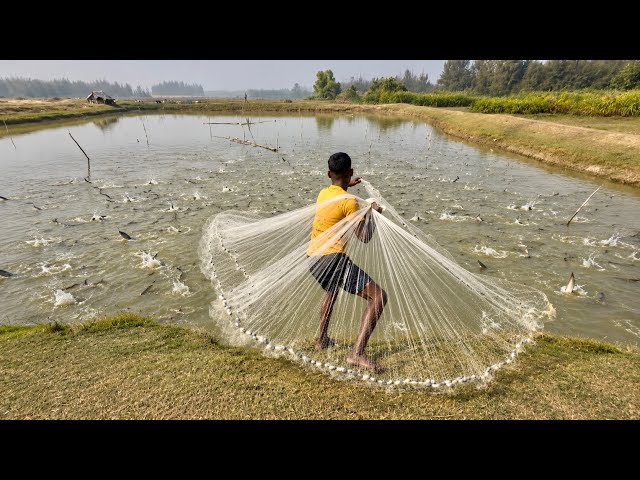 Cast Net Fishing | Village Fishermen Casting Fish With A Cast Net By Beautiful Nature