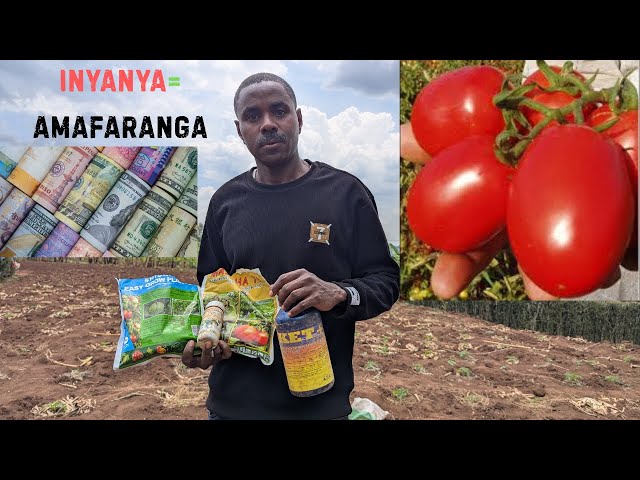 🍅💰 Inyanya Zaguhindura Miliyoneri Vuba — Uko Zitabwaho Uhereye Ku Guterwa Kugeza Zisaruwe!