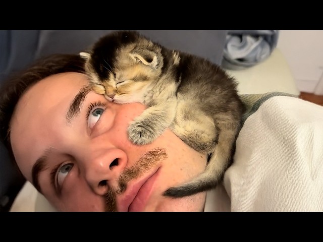 Cutest KITTEN Inseparable from The Person They Loves ❤️