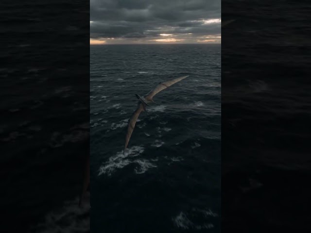 How far pterodactyl could travel?