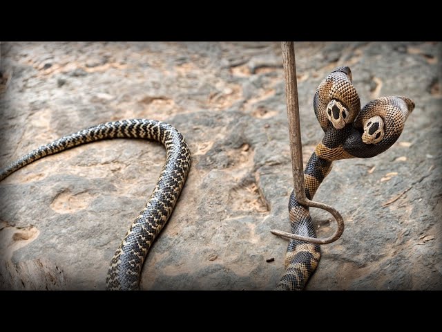 Never seen a snake like this before! Indian Monocled Cobra 🐍