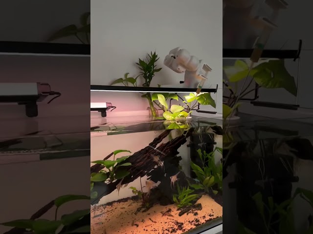Automatic fish feeder #iot