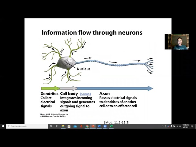 Spine, Spinal Cord, Bone Physiology I
