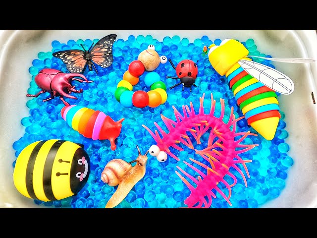 Learn bugs insects names for babies, toddlers, preschoolers & kids