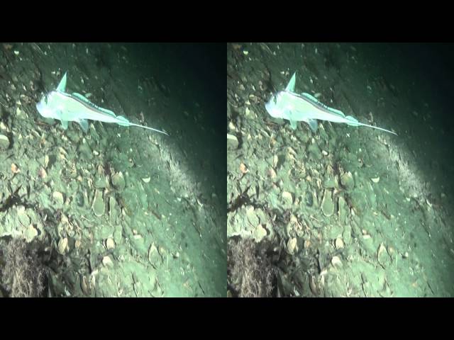 Havmus HD 3D / Chimaera monstrosa / Ghost Shark / Rat Fish