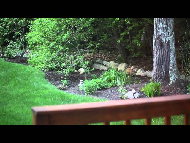 Baby Foxes - May update