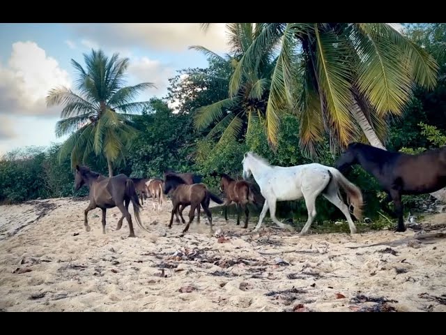 Free-Range Horses Visit the Beach, Vieques, P R