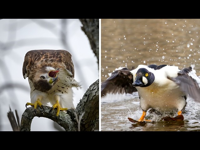 Wildlife Photos That Are So Bad, They're Hilarious