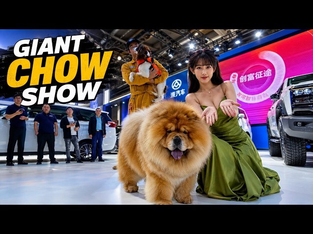 This Giant Chow Chow Stole the Show![8K VR180]