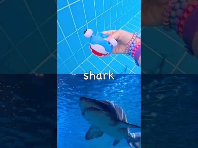 Sink or Float | Learn Sea Animal Names at the Pool for Kids: Starfish Eel Blue Whale Stingray Shark