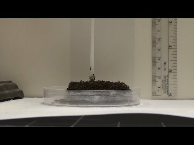 Ants Create Sinking, Eiffel Tower-Looking Structures