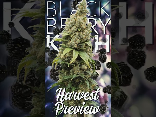 Blackberry Kush Seed to Harvest Preview [ILGM] #shorts