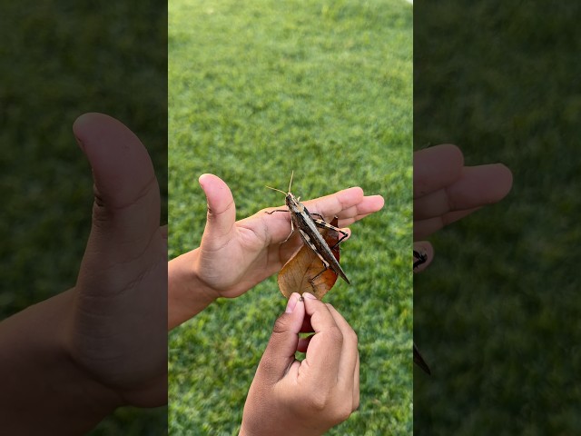 Jeremy finds a huge insect #shortvideo #shorts