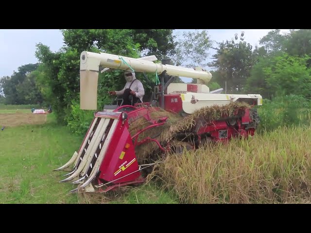 KOMBI SAWAH CANGGIH JERAMI COCOK UNTUK MAKAN SAPI