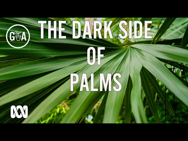 Darwin's Palm Paradise Has a Dark Side! | Gardening Australia
