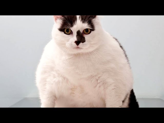 Incredible Fat Pets Weight Loss Transformations - Slimmer of the Year!
