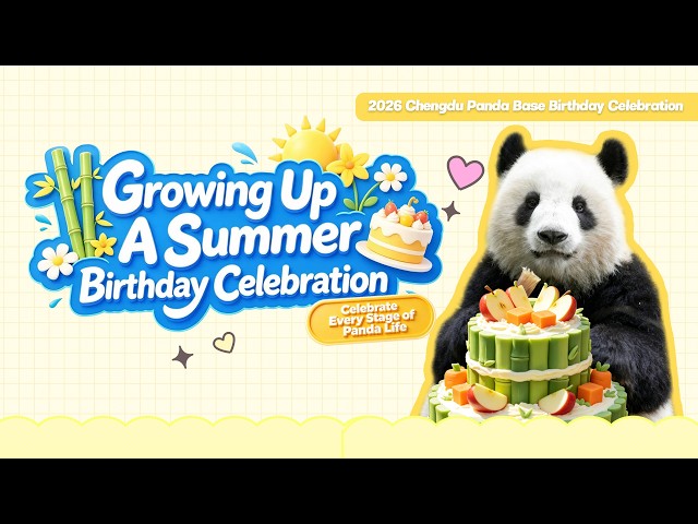 Broadcast: The Journey Of Growth Chapter One: Growing Up - A Summer Birthday Celebration | iPanda