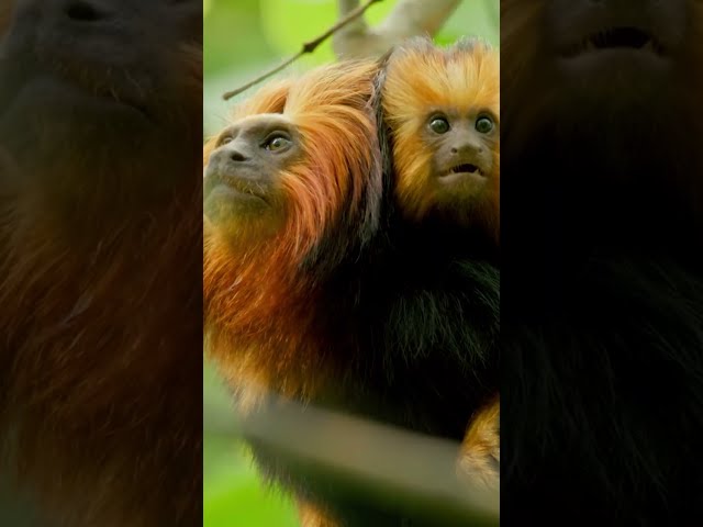 Tamarin Family vs. Harpy Eagle 🦅  #naturepbs #wildlife #animals #harpyeagle #tamarin