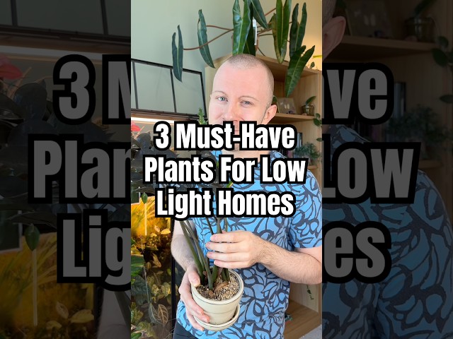 These Are 3 Must-Have Houseplants For Any Low Light Home! 🪴 #Plants #LowLightPlants #Shorts