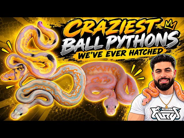 We Hatched WORLD’S FIRST Ball Python Combos! 
