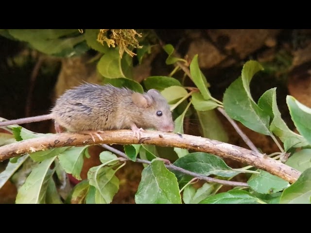 a mouse in the wild