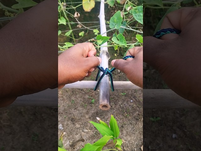 One Practical Knot, Many Uses! 💯