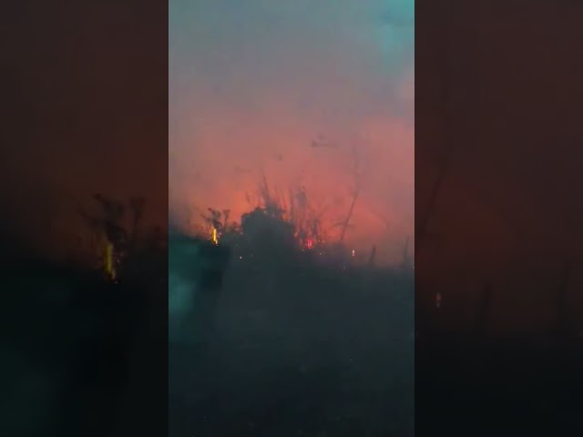 Bush fire