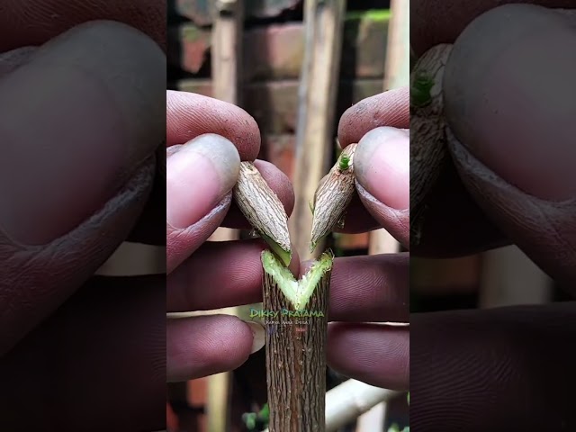 Various techniques for grafting plants 