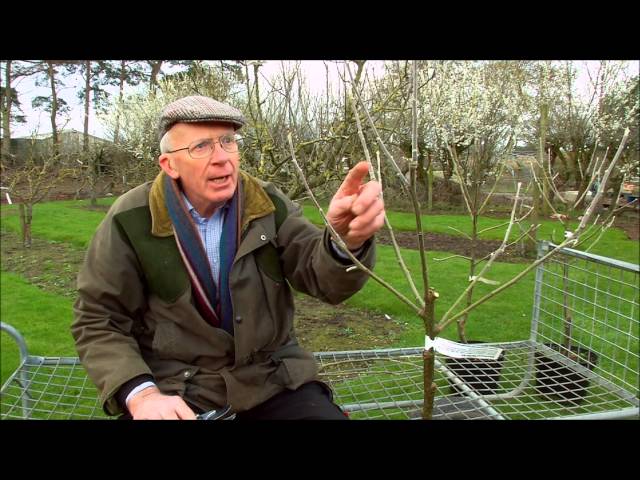 How to Prune Young Fruit Trees | Guide for Healthy Growth