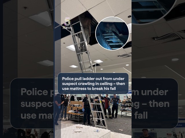 Police pull ladder out from under suspect crawling in ceiling – then use mattress to break his fall