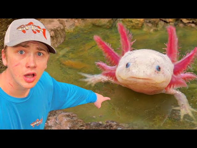 I Found Axolotls in an Abandoned Pond!