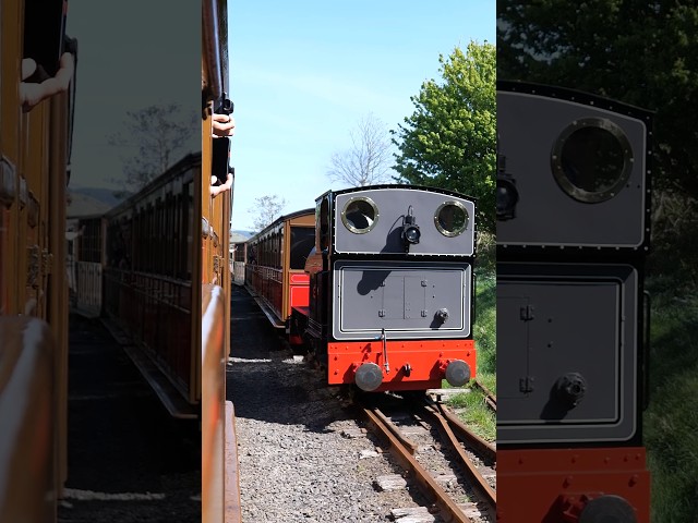 Waiting for a steam train to pass at the Talyllyn Railway 🚂 🚃🚃 #train #railway #steamtrain