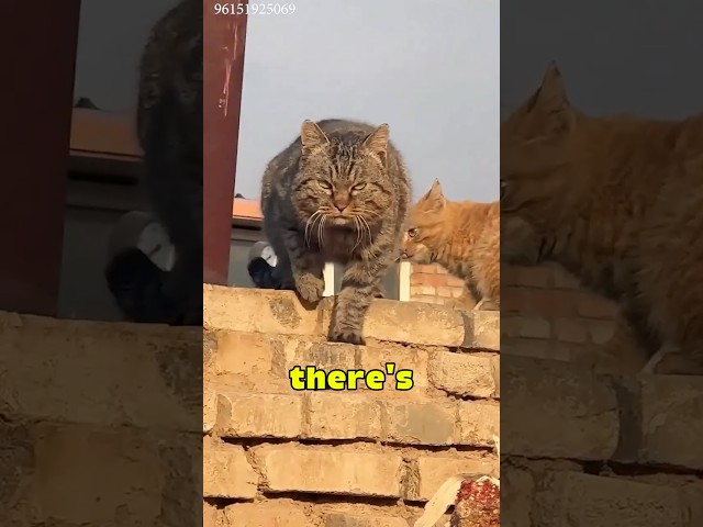 Cats are holding this block down🤔
