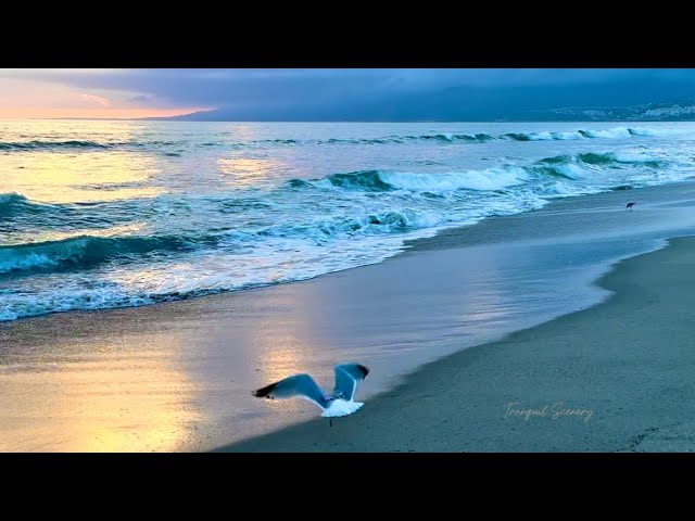 4K Sunset Beach Ambience with Dolphins and Pelicans, Ocean Wave Sounds for Meditation, Deep Sleeping