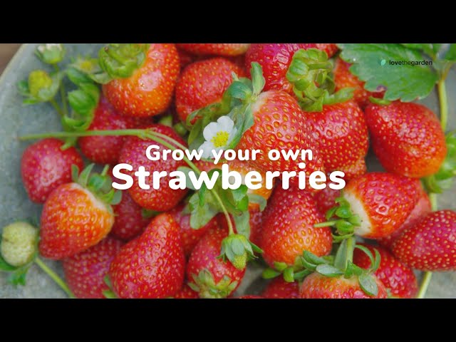 How to Grow Your Own Strawberries | Love The Garden UK