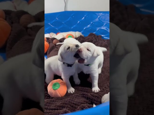 ADORABLE 3-Week-Old Labrador Puppies Learning to Wrestle and Play #cutepuppy #labrador #puppy